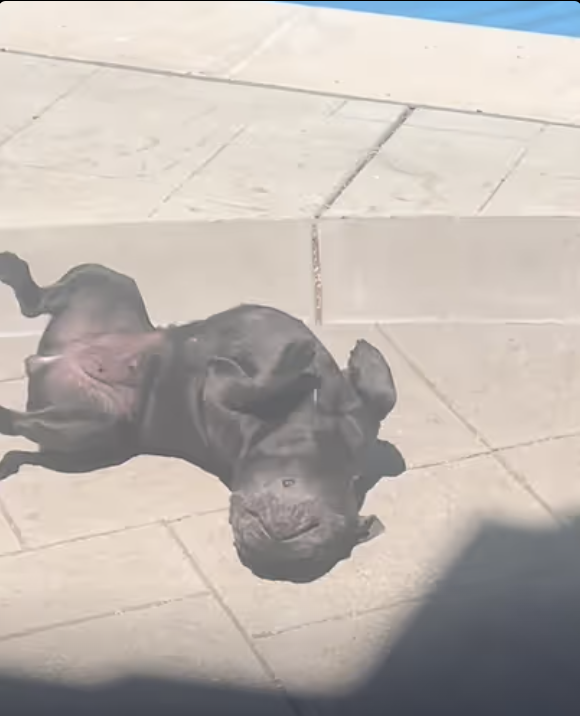 Frenchie begins talking. I hope bad words are not going to be the first ones she learns !!!